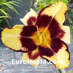 Hemerocallis Jamaican Me Crazy 