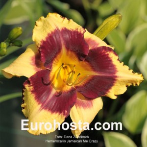 Hemerocallis Jamaican Me Crazy - Eurohosta