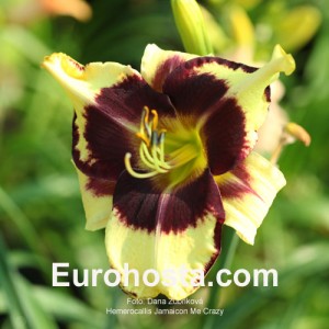 Hemerocallis Jamaican Me Crazy - Eurohosta