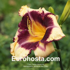 Hemerocallis Jamaican Me Crazy - Eurohosta