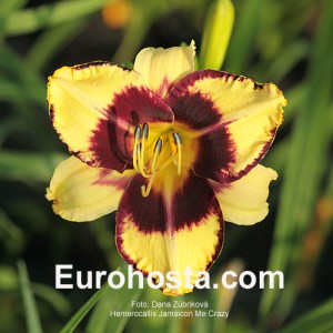 Hemerocallis Jamaican Me Crazy - Eurohosta