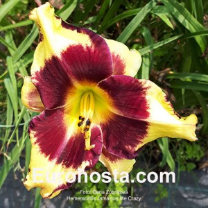 Hemerocallis Jamaican Me Crazy - Eurohosta