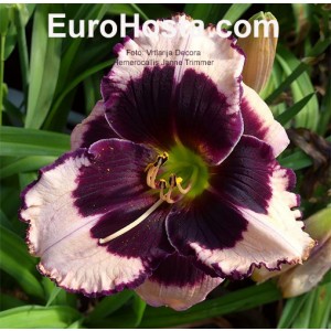 Hemerocallis Jane Trimmer