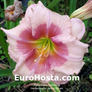 Hemerocallis Janice Brown - Eurohosta