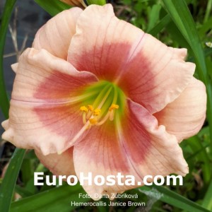 Hemerocallis Janice Brown - Eurohosta