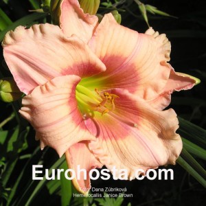 Hemerocallis Janice Brown - Eurohosta