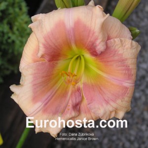 Hemerocallis Janice Brown - Eurohosta