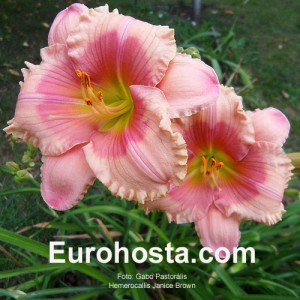 Hemerocallis Janice Brown - Eurohosta