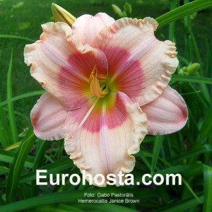 Hemerocallis Janice Brown - Eurohosta