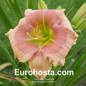 Hemerocallis Janice Brown - Eurohosta