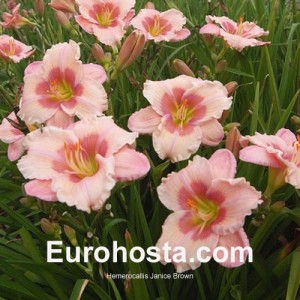 Hemerocallis Janice Brown - Eurohosta