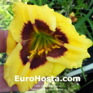 Hemerocallis Jason Salter - Eurohosta