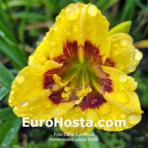 Hemerocallis Jason Salter - Eurohosta