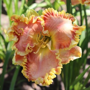 Hemerocallis Jekyll Island