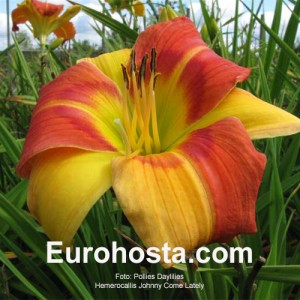 Hemerocallis Johny Come Lately