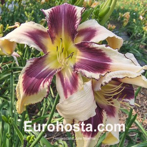 Hemerocallis Julie Newmar - Eurohosta