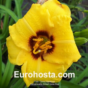 Hemerocallis Siloam June Bug