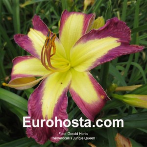 Hemerocallis Jungle Queen