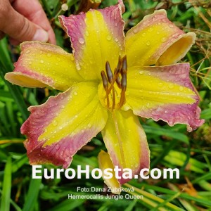 Hemerocallis Jungle Queen