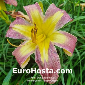 Hemerocallis Jungle Queen