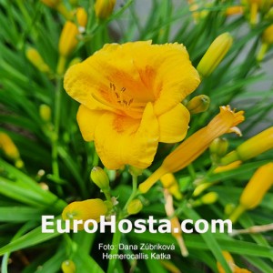 Hemerocallis Katka