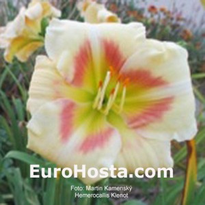 Hemerocallis Klenot 