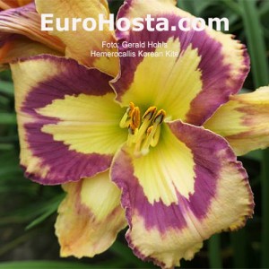 Hemerocallis Korean Kite