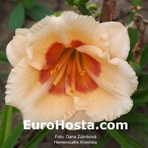 Hemerocallis Kristinka