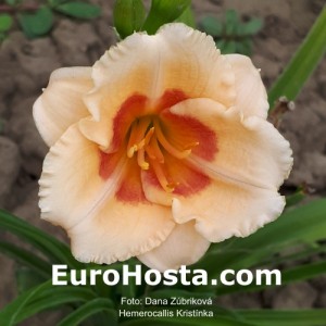 Hemerocallis Kristinka