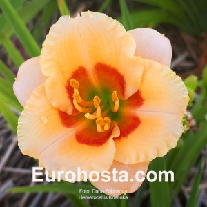 Hemerocallis Kristinka