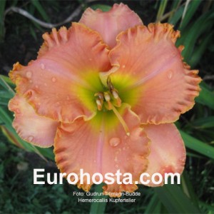 Hemerocallis Kupferteller