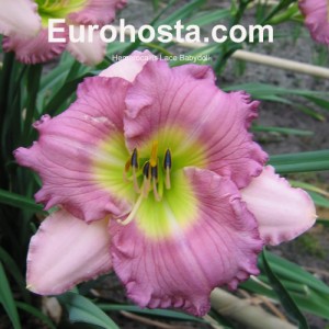 Hemerocallis Lace Babydoll - Eurohosta