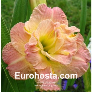 Hemerocallis Lacy Doily