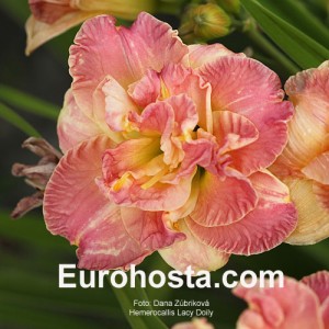 Hemerocallis Lacy Doily - Eurohosta