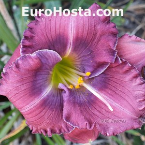 Hemerocallis Lavender Blue Baby