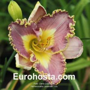 Hemerocallis Lavender TuTu - Eurohosta