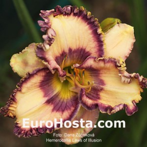 Hemerocallis Laws of Illusion