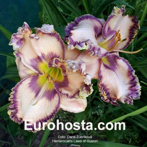 Hemerocallis Laws of Illusion