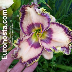 Hemerocallis Laws of Illusion