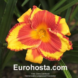 Hemerocallis Ledgewood's Firecracker