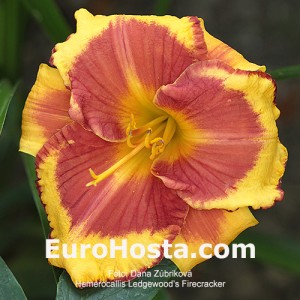 Hemerocallis Ledgewood's Firecracker