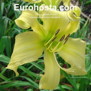 Hemerocallis Lemon Madeline