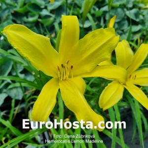 Hemerocallis Lemon Madeline