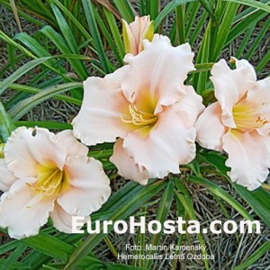 hemerocallis Letna ozdoba 