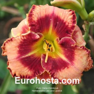 Hemerocallis Lies and Lipstick