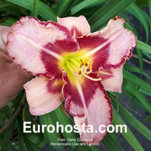 Hemerocallis Lies and Lipstick