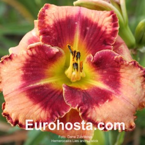 Hemerocallis Lies and Lipstick