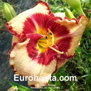 Hemerocallis Lies and Lipstick