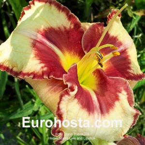 Hemerocallis Lies and Lipstick