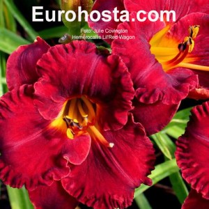 Hemerocallis Lil'Red Wagon